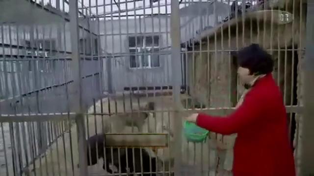 新疆女子驯养野狼20年，年收入达上百万，她如何靠狼赚钱的呢？