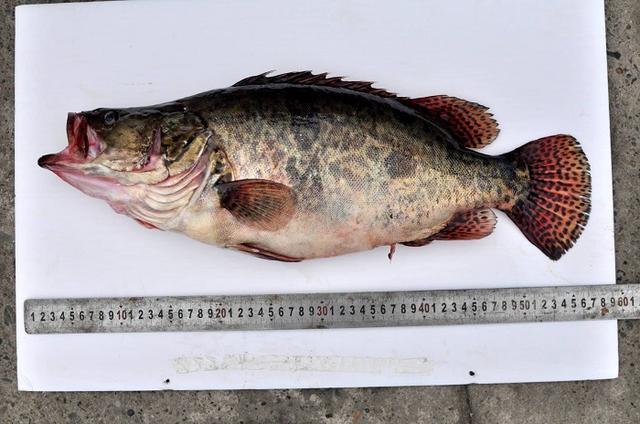 丹江口水库：5年放流580万尾鱼，库区最大的“鱼王”有多大？