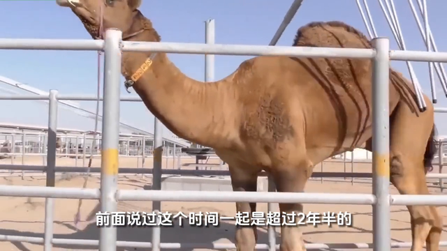 开眼界了，骆驼原来是可以养殖的啊