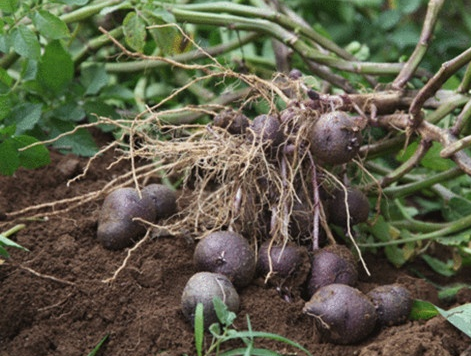 中国农民不常见的黑土豆怎么种，学学这10条种植技术