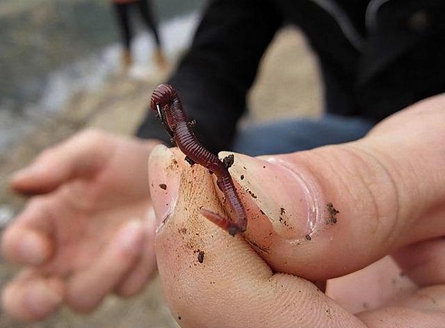 冬季野钓蚯蚓使用技巧与心得，促开口及提升诱鱼效果