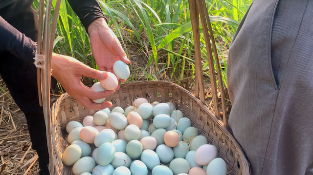 农村阿叔养“像鸟”的鸡，母鸡年产蛋160-180枚，每年获利几十万