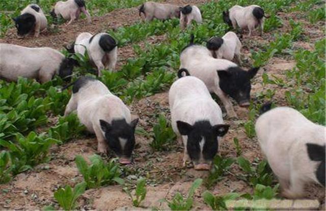 小香猪的养殖方法是什么？怎么进行喂食？它喜欢在什么环境下生长？