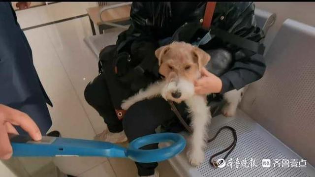 济南：狗狗挂牌扎堆，高峰期排队三四个小时