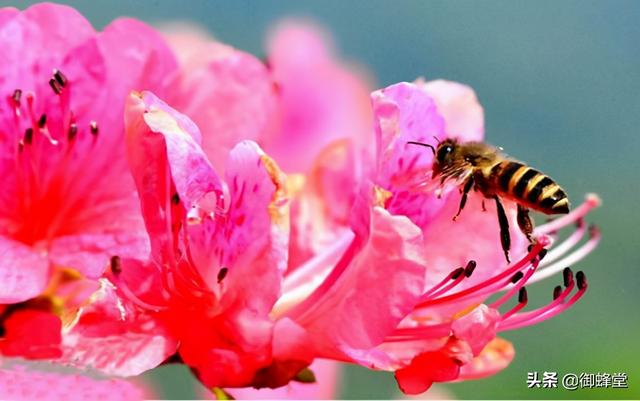蜜蜂养殖利润如何？