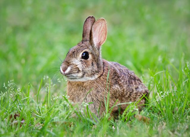 养兔技术｜常见的六种室外兔舍样式及优缺点