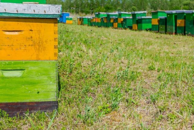 蜜蜂养殖技术｜越冬蜂培育期胡蜂活动规律及管理应用