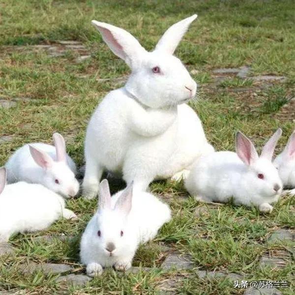 男子捡回3只兔子7个月繁殖近百只，养殖兔子到底有多挣钱？
