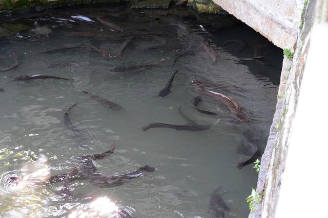 革胡子鲶侵入黄河，非洲的“救命鱼”，如今成珠江“祸患”？