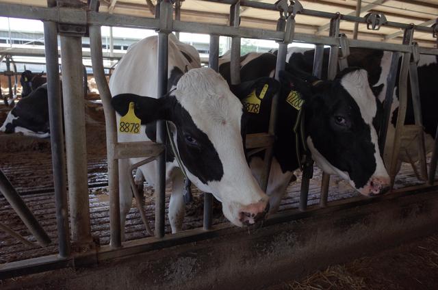 探访雀巢奶牛养殖培训中心：正在研究减少牛屁碳排放