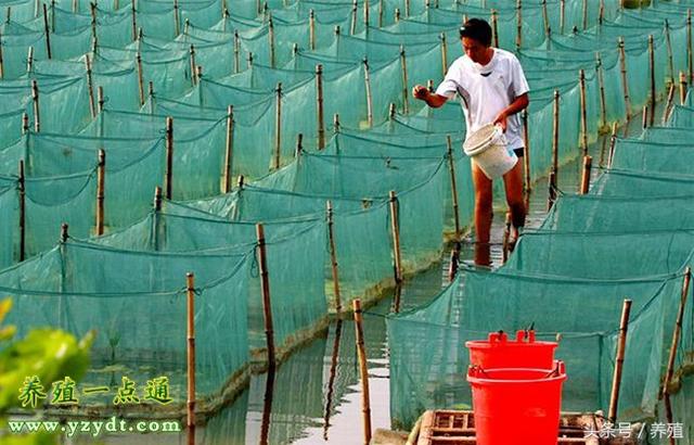 小池塘养殖黄鳝四项注意，黄鳝养殖创业起步指南