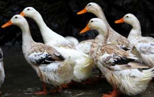 养殖养鸭(养殖鸭子的正确方法，教你养出健康的鸭子，养鸭户收藏吧)
