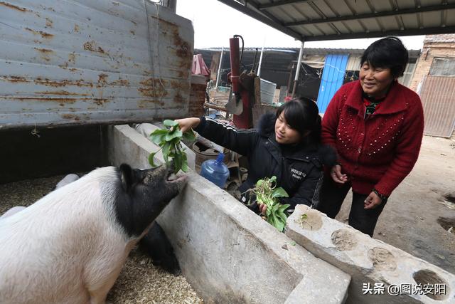 河南滑县：饲养藏香猪 成了“香饽饽”