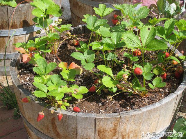 掌握这些养护盆栽草莓的技巧，在阳台上也能不断收获