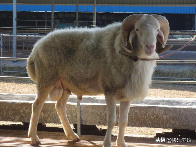 养羊经验分享：小尾寒羊高效养殖5要点