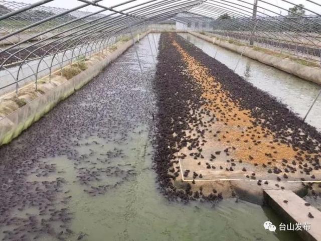 虎纹蛙压塘，广东江门台山市积极向上级反映蛙农诉求，寻求解决办法
