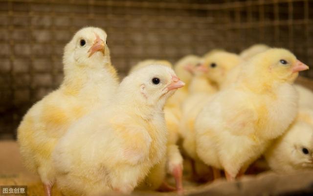 白羽肉鸡前15天育雏很关键，学会降温，通风，养鸡更容易