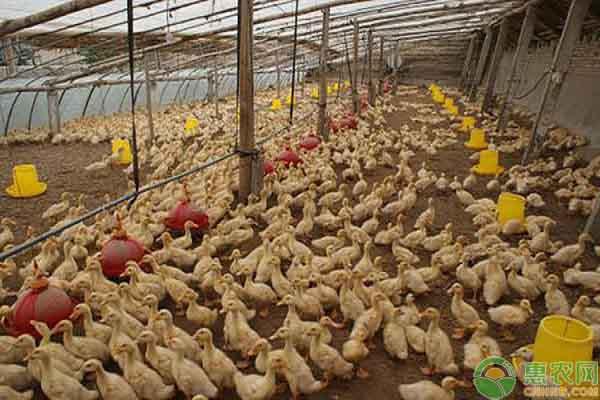 肉鸭如何进行大棚养殖？肉鸭生长温度有哪些条件？