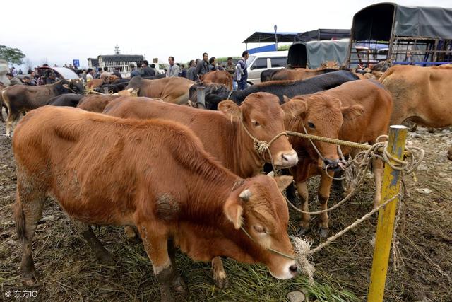 鲁西黄牛能够在南方养殖吗？养20头牛国家补贴多少？
