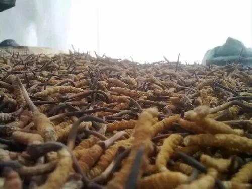 几十万一斤的冬虫夏草，人工怎么培育？种植“干货”来啦