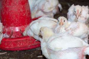 肉鸡养殖技术视频(肉鸡28-35天，如何让鸡疯长，这些一定要注意)