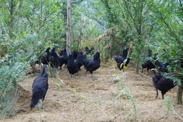 价值90万美金的“金属鸡”，竟藏在贵州省普安县深山里