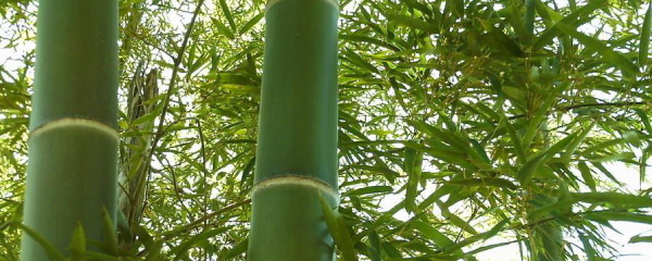 竹子养殖方法和注意事项