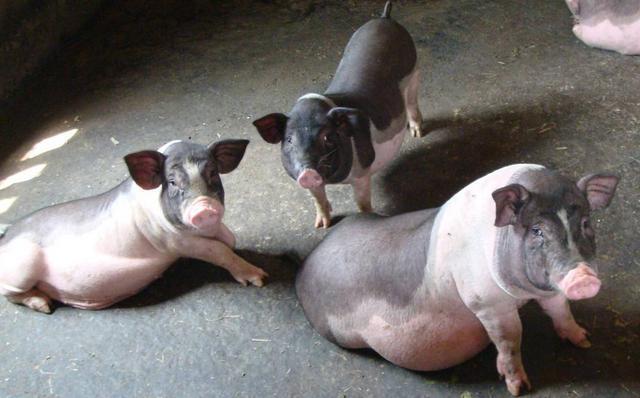 对于养殖户来说，猪粪该怎么处理才最合理呢？