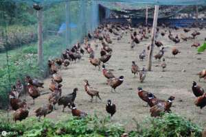 野山鸡养殖条件(野鸡养殖的基本环境要求)