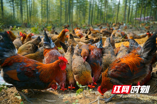 放弃百万年薪，IT“码农”在深山竹海中养土鸡