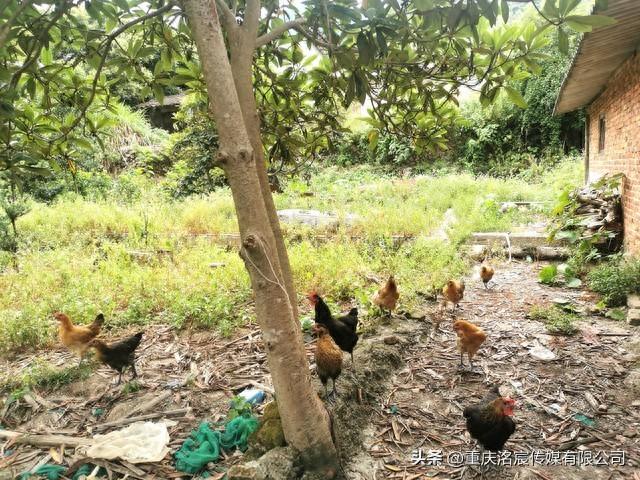 土鸡养殖与认养小程序：助力村民实现增收的双重引擎