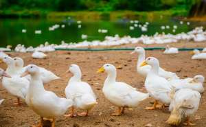 鸭子的养殖周期(鸭子生长周期是多长 鸭子怎么促生长调肠道)