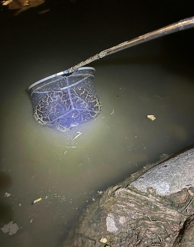 广东一河边现大蟒蛇，夜钓者将其捕获，称“研究了一下就放了”