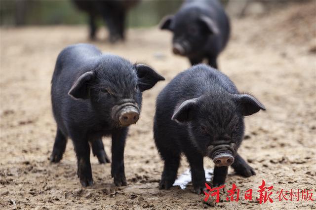 信阳市平桥区：藏香猪订单不断 生态养殖强村又富民