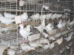 肉鸽养殖前景(鸽哨声声，养殖鸽子市场前景广阔，养殖方向需明确)