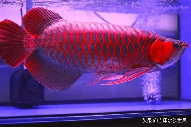 作为风水鱼之王，红龙鱼到底要怎么饲养才能出状态？