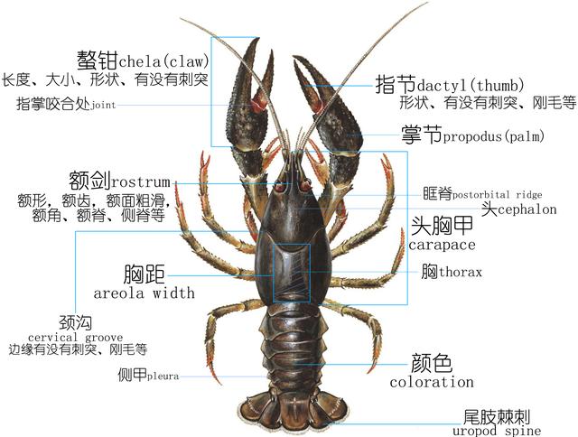 餐桌物种︱正确认识小龙虾（上）