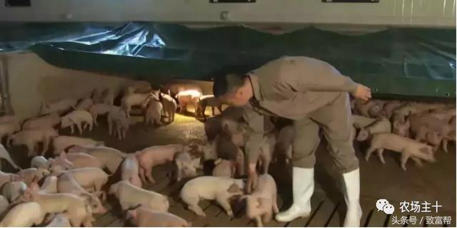 一个人养2000多头猪，死亡率仅2%，轻松挣到30万！