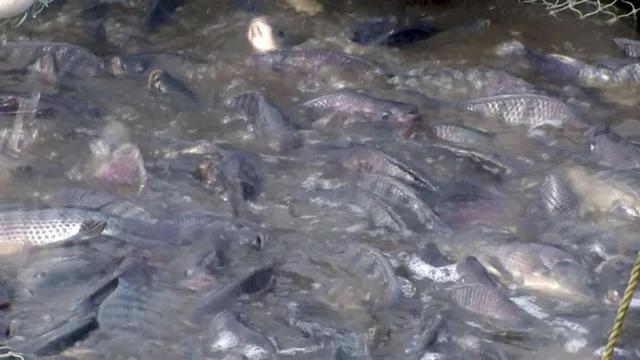 南鱼北养！天镇县这家热带鱼养殖基地年产成鱼100万斤