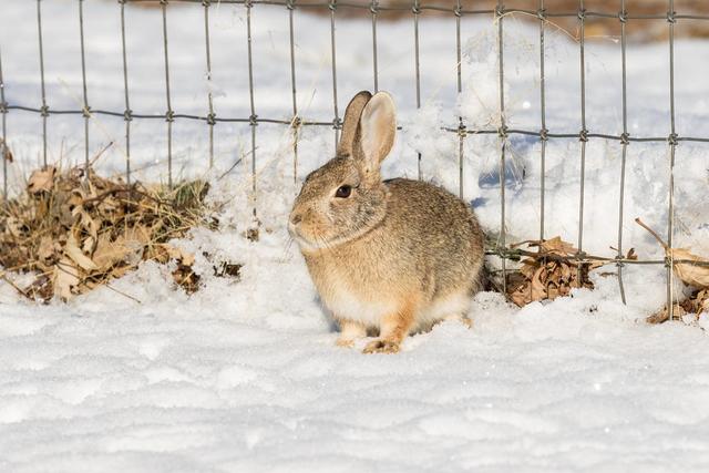 学会这些管理小技巧，让獭兔在冬季养殖起来更容易