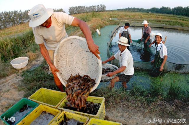 泥鳅苗春季入池前后七大注意事项，泥鳅养殖管理技术