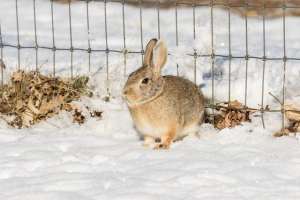 养殖塔兔(学会这些管理小技巧，让獭兔在冬季养殖起来更容易)