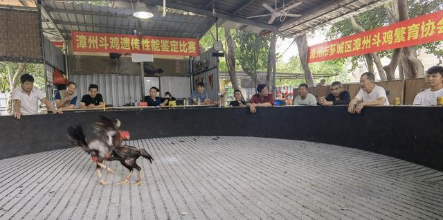漳州斗鸡：斗鸡中的战斗鸡｜芗城区建立核心保种基地，保护传承扩繁漳州斗鸡品种