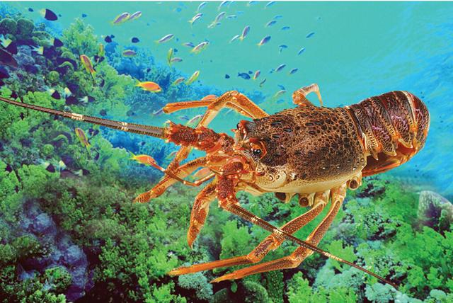 高效养殖小龙虾——水泥池培育小龙虾苗种