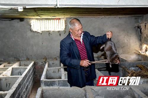 隆回县大水田乡：小竹鼠养殖带动村民脱贫致富