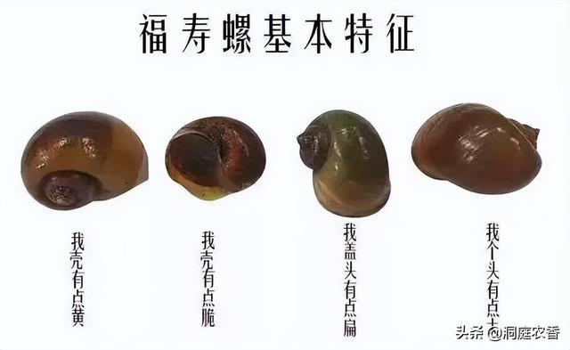 中国植保科普说-软体动物（蜗牛、蛞蝓、福寿螺）的防治技术