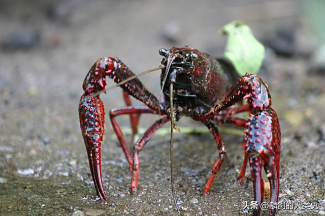 【动物界全系列】螯虾下目—蝲蛄科（上）：东北黑螯虾