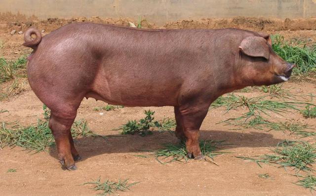 杜洛克猪品种介绍，杜洛克猪的优缺点有哪些？看完就知道了！