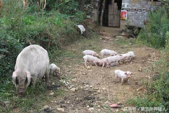 山区农村发展养殖业，土猪养殖利润空间大