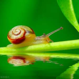 稻田蜗牛养殖(中国植保科普说-软体动物（蜗牛、蛞蝓、福寿螺）的防治技术)